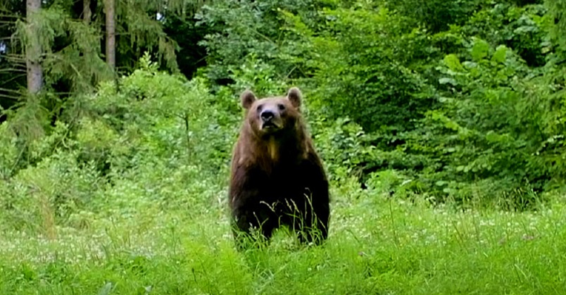 Figyelmeztették a lakosságot: Medvék ólálkodnak egy borsodi falu környékén (+videó)